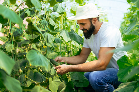 Male farmer picking fresh cucumbers from his hothouse gardenの写真素材