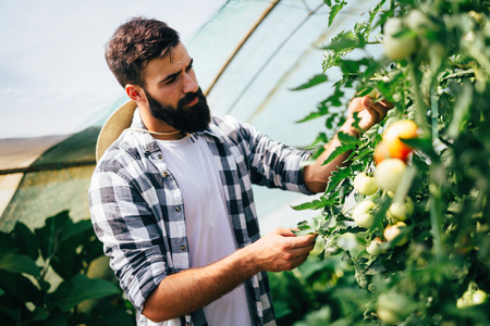 Male farmer picking fresh tomatoes from his hothouse gardenの写真素材