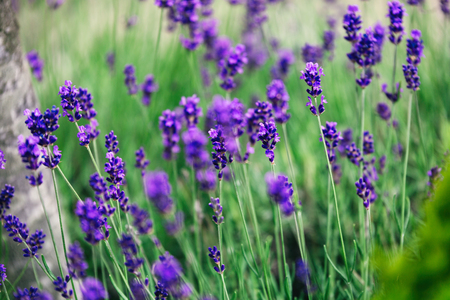 Picture of lavender flowers on field at sunlightの写真素材