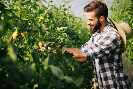 Male farmer picking fresh tomatoes from his hothouse garden