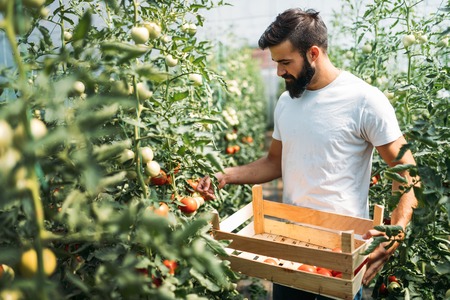 Male farmer picking fresh tomatoes from his hothouse gardenの写真素材