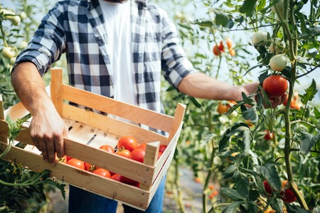 Male handsome farmer picking fresh tomatoes from his hothouse gardenの写真素材