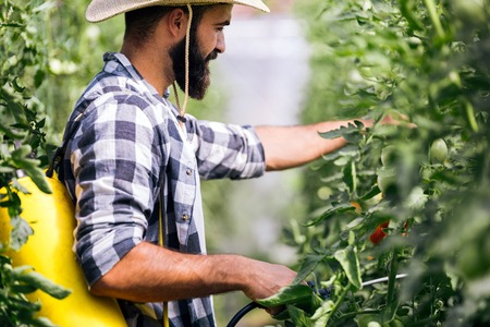 Young farmer protecting his plants with chemicalsの写真素材