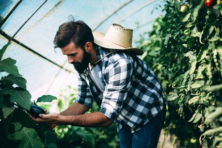 Male farmer picking vegetables from his hothouse gardenの写真素材