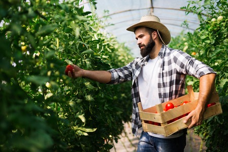 Male farmer picking fresh tomatoes from his hothouse gardenの写真素材