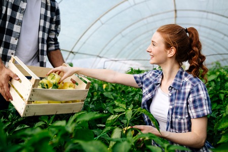 Young couple of farmers working in greenhouseの写真素材