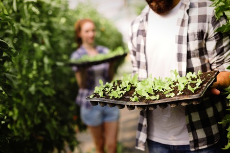 Image of couple of farmers seedling sprouts in gardenの写真素材