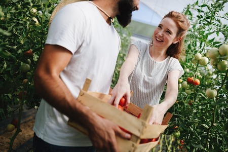 Young couple of farmers working in greenhouseの写真素材