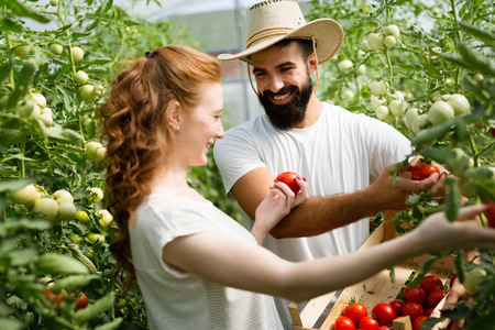 Young couple of farmers working in greenhouseの写真素材