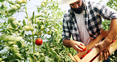Male farmer picking fresh tomatoes from his hothouse garden