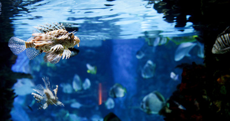 Picture of group of fish swimming underwater