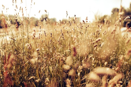 Portrait of beautiful green wild meadow on sunlightの写真素材