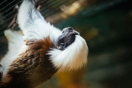Cotton-top tamarin is one of the world's smallest primatesの写真素材