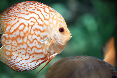 Pigeon Blood Discus fish, beautiful orange Symphysodonの写真素材