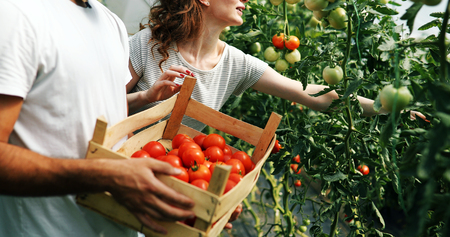 Young couple of farmers working in greenhouseの写真素材