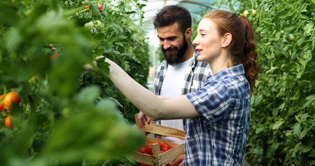 Young couple of farmers working in greenhouseの写真素材