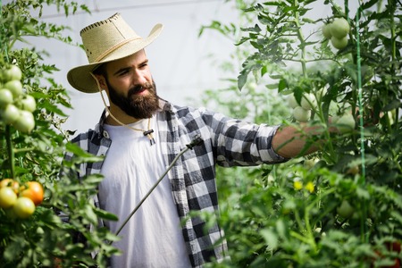 Man working in a greenhouse.の写真素材