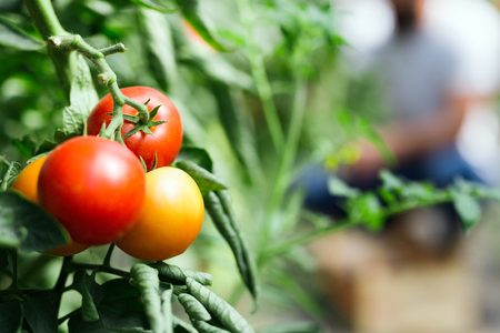 Harvest ripening of tomatoes in a greenhouseの写真素材
