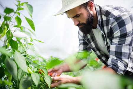 Organic farmer checking his tomatoes in a hothouseの写真素材