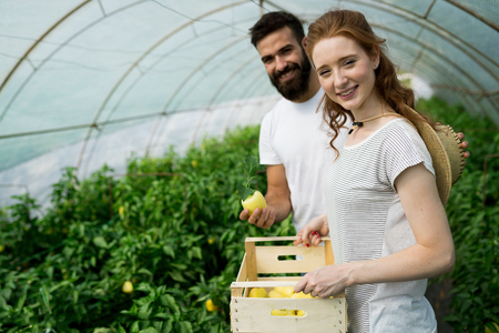 Young smiling agriculture woman worker harvesting tomatoes in greenhouse.の写真素材