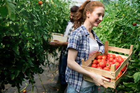 Young couple farming vegetablesの写真素材