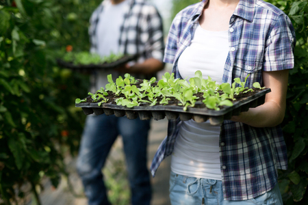 Two people working in a greenhouse.の写真素材