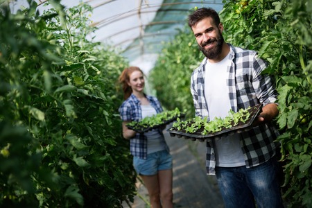 Young couple of farmers working in greenhouse