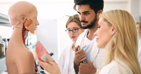 Students of medicine examining anatomical model in classroom
