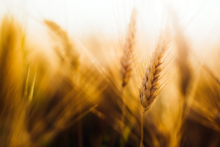Close-up picture of golden wheat in countrysideの写真素材