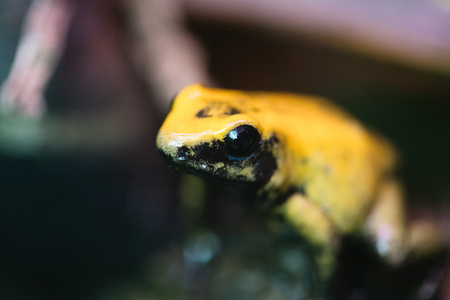 Poison frog very poisonous animal with warning colorsの写真素材