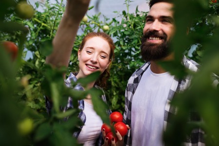 Young couple of farmers working in greenhouseの写真素材