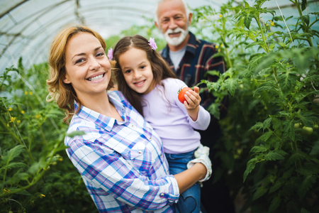 Grandfather growing organic vegetables with grandchildren and family at farmの写真素材