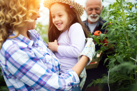 Grandfather growing organic vegetables with grandchildren and family at farmの写真素材