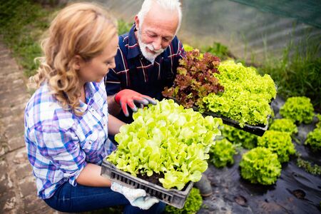 Grandfather growing organic vegetables with grandchildren and family at farmの写真素材