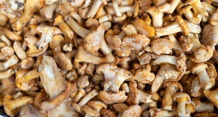Freshly harvested organic mushrooms background. Edible mushrooms