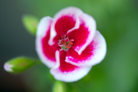 Macro of beautiful pink geranium flowers at the middle of spring or summer.