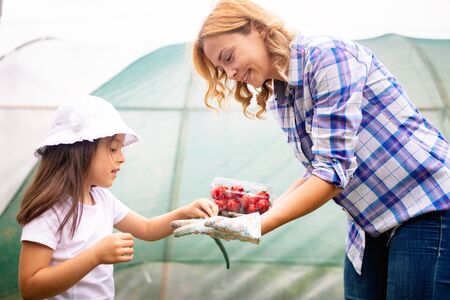 Rural family pick organically tomatoes in gardenの写真素材