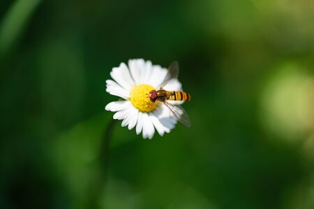 Beautiful flying insect taking off from a daisy flower in garden