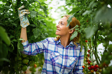 Happy woman worker picking sweet vegetables in countryside farm. Agriculture organic product conceptの写真素材