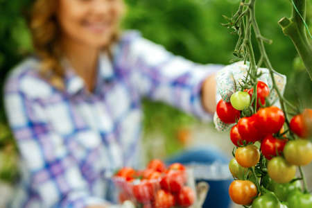 Happy woman worker picking sweet vegetables in countryside farm. Agriculture organic product conceptの写真素材