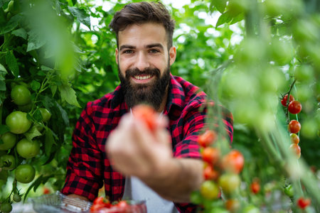 Happy man worker picking sweet vegetables in countryside farm. Agriculture organic product conceptの写真素材