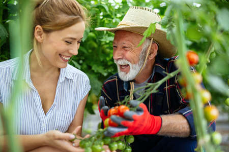 Family working together in greenhouse. Portrait of grandfather, child working in family garden.の写真素材