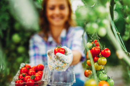 Young smiling agriculture woman worker working, harvesting tomatoes in greenhouse.