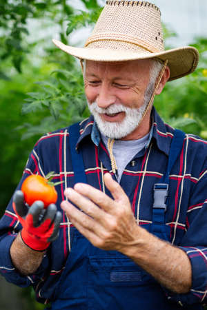Happy and smiling senior man working in greenhouse. People organic food conceptの写真素材