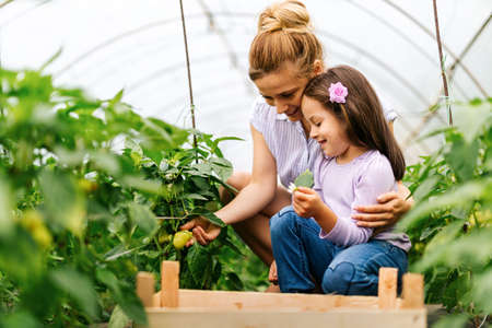Happy family working in organic greenhouse. Woman and child growing bio plants in farm garden.の写真素材