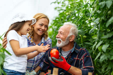Grandfather growing organic vegetables with family at bio farm. People healthy food conceptの写真素材