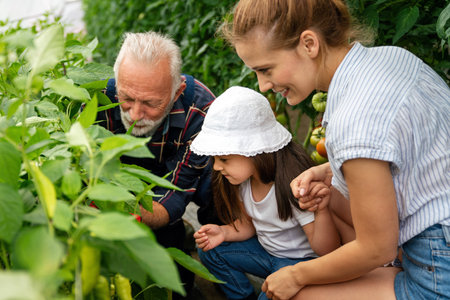 Friendly farmer team harvesting fresh vegetables from the rooftop greenhouse garden. Agriculture.の写真素材