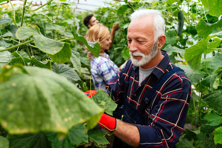 Happy organic farmer family working in farm glasshouse in spring, harvesting fresh green cucumbers.の写真素材