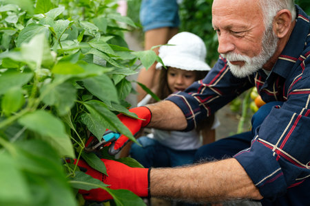 Grandfather growing organic fresh vegetables with grandchildren and family at family farmの写真素材