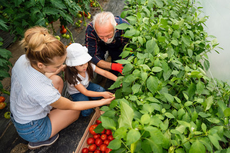 Grandfather growing organic fresh vegetables with grandchildren and family at family farm